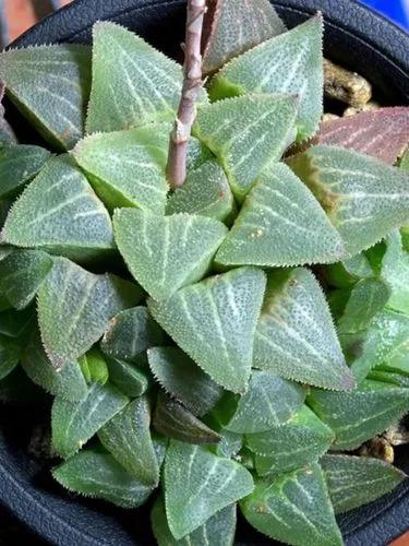Haworthia pygmaea