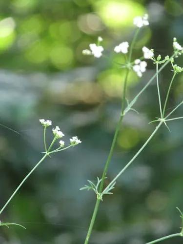 Corn Caraway, Corn Parsley