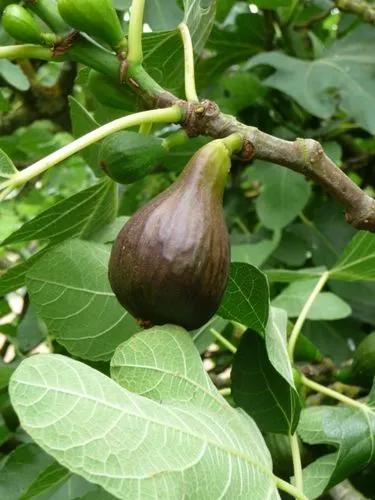 Brown Turkey Fig