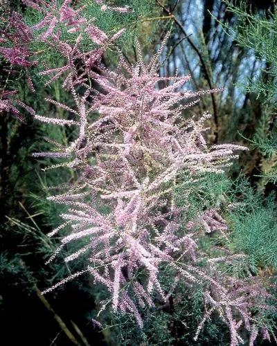 Four-stamen Tamarisk