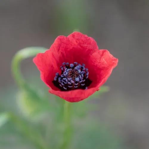 Hybrid Poppy