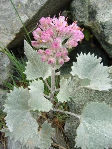 Adenostyles Alpina