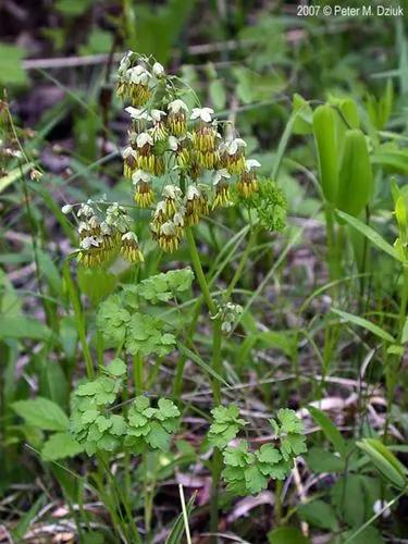 Thalictrum Dioicum