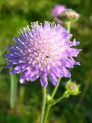 Field Scabious