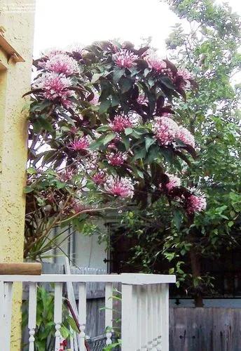 Clerodendrum Quadriloculare