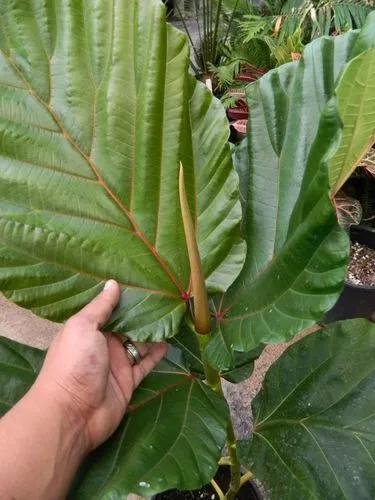 Highland Breadfruit