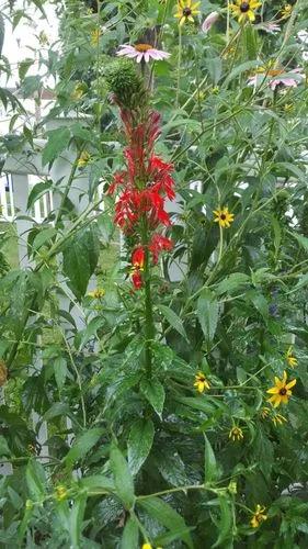 Cardinal Flower