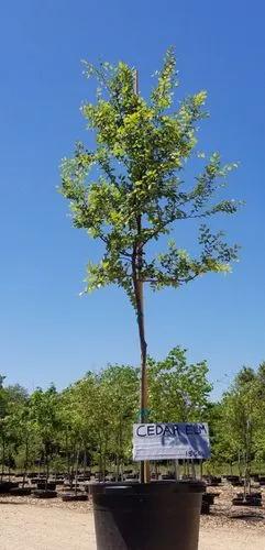 Texas Cedar Elm