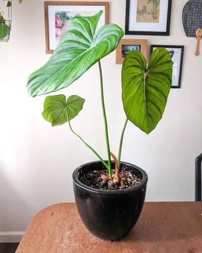 Philodendron Pastazanum