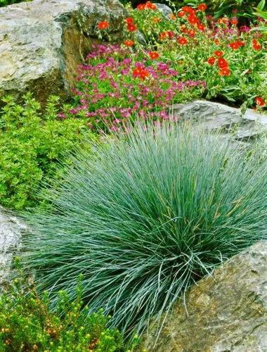 Blue Fescue