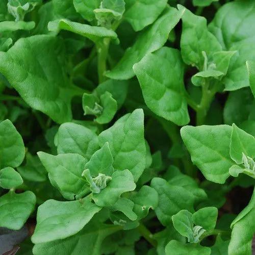 New Zealand spinach