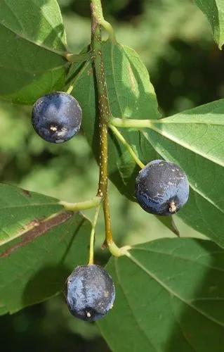 Bunges Hackberry