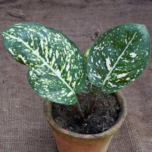 Aglaonema Costatum