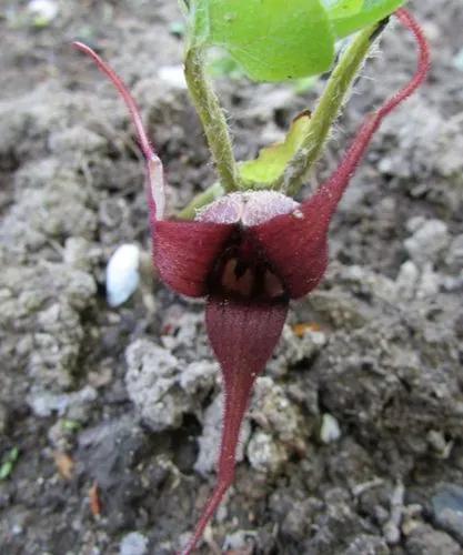 Asarum Caudatum