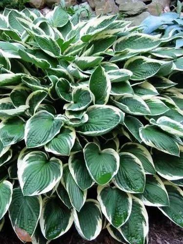 Francee Hosta