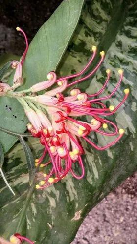 Banks' Grevillea