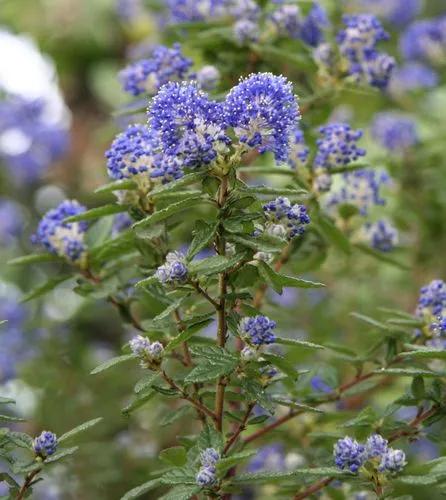 Ceanothus Leucodermis