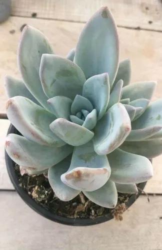 Pachyveria Exotica’