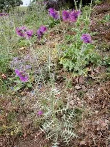 Purple Milk Thistle