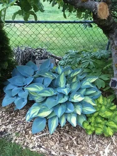 Hosta