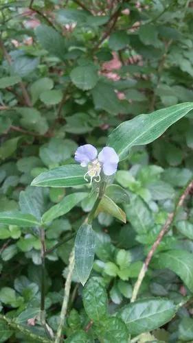 Erect Dayflower