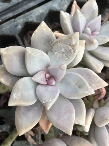 Graptosedum “sunsplash”