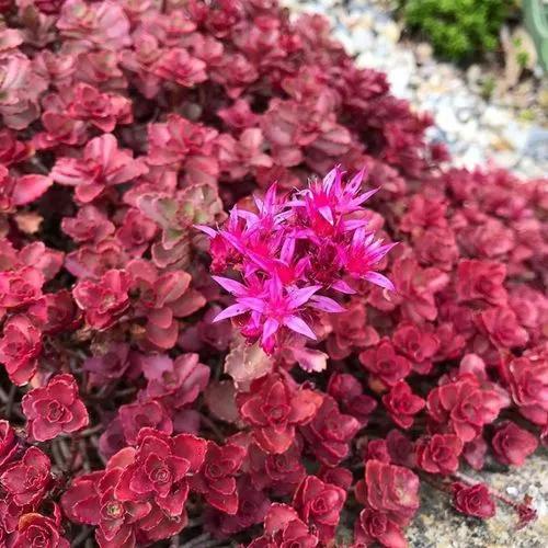 Sedum Dragons Blood