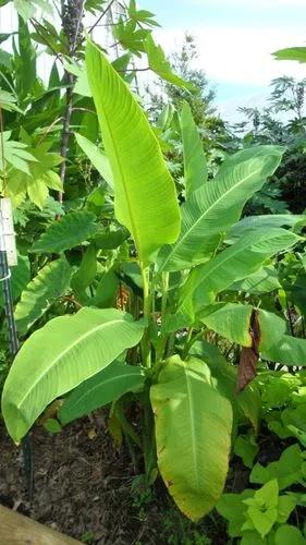 Canna Tuerckheimii