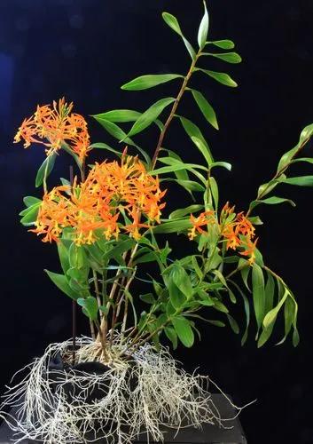 Epidendrum Isomerum