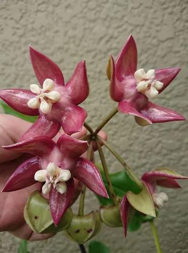 Hoya Imperialis