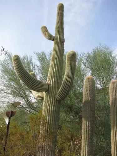 Golden Saguaro