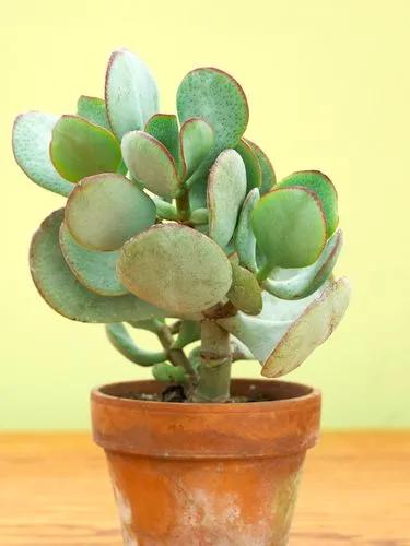 Silver Jade Plant