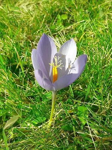 Crocus Nudiflorus