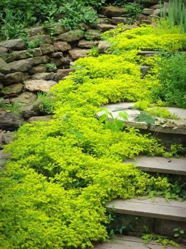 Stringy Stonecrop