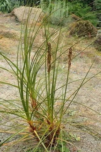 Golden Sand Sedge