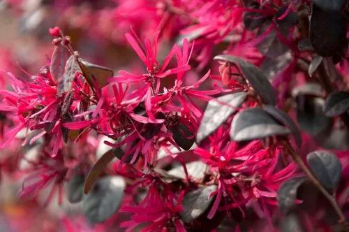 Chinese Fringe-flower