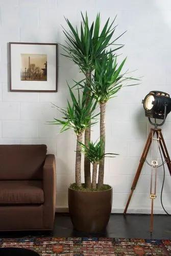 Yucca Cane Deco