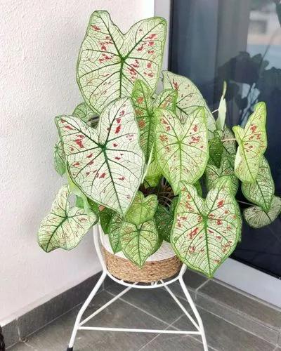 Caladium Strawberry Star