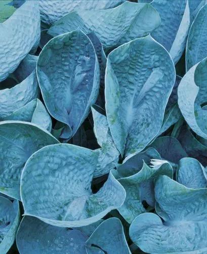 Colossal Blue Hosta