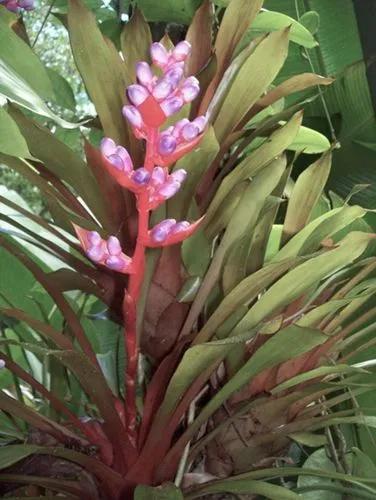 Aechmea Weilbachii