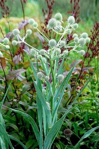 Rattlesnake-master