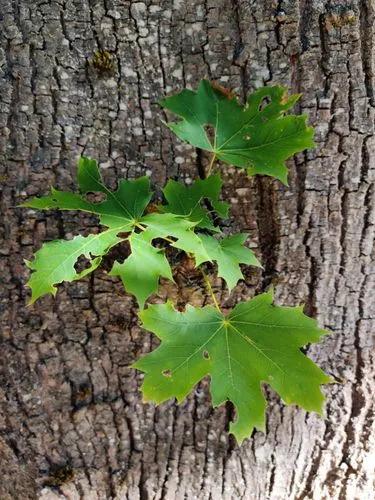 Norway Maple