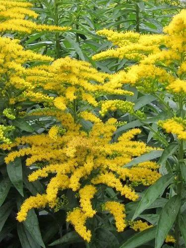 Canadian Goldenrod