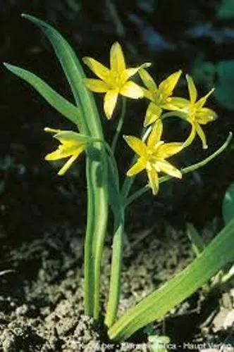 Yellow Star-Of-Bethlehem