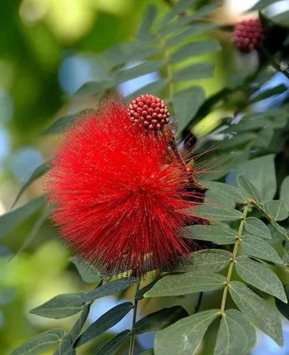 Powder Puff Tree