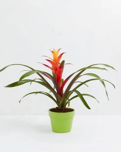 Bromeliad guzmania