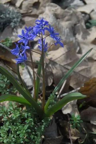 Alpine Squill