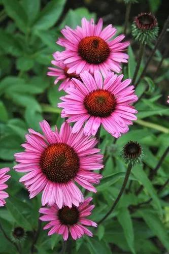 Fatal Attraction Coneflower