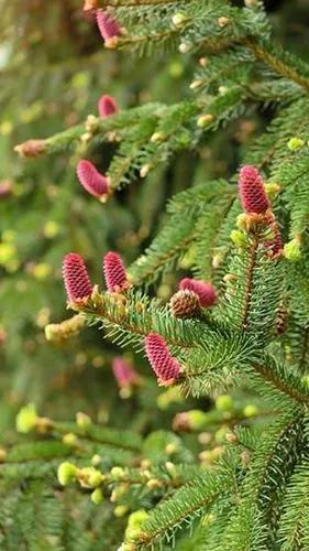 Brewer Spruce