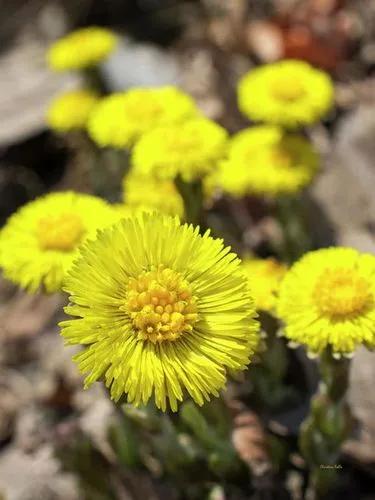 Coltsfoot